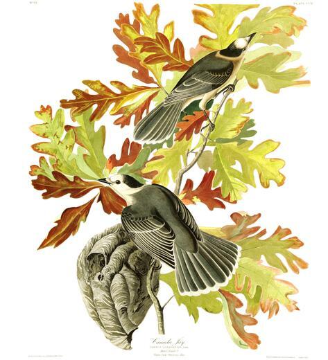 Thumbnail for original image