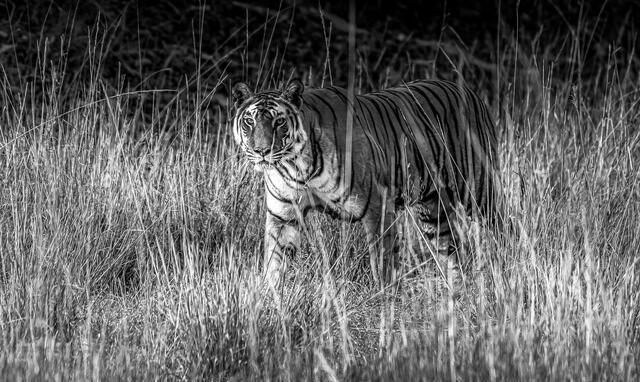 Thumbnail for original image