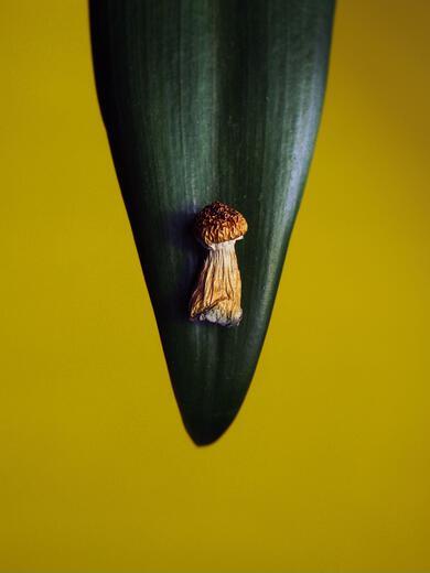 Thumbnail for original image