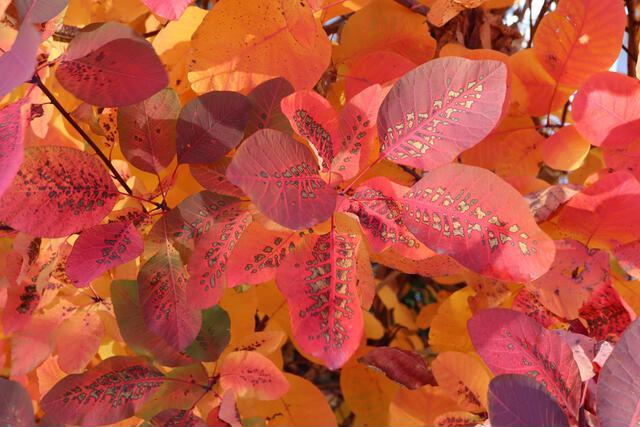 Thumbnail for original image