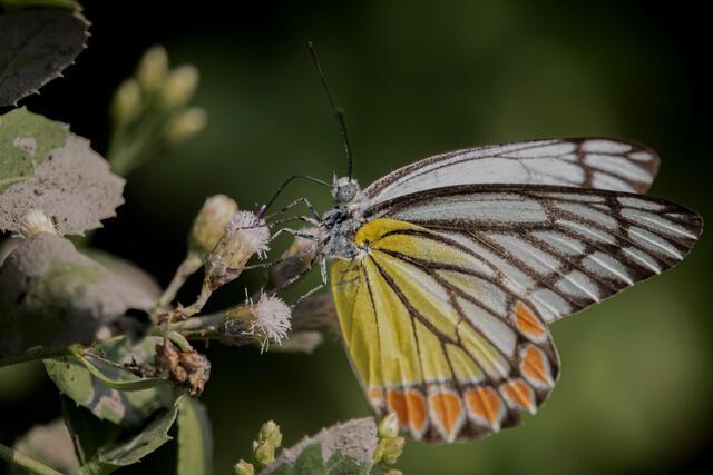 Thumbnail for original image