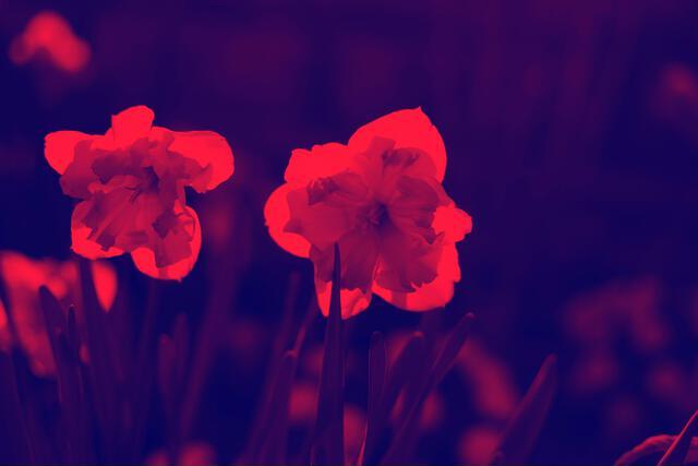 Thumbnail for original image