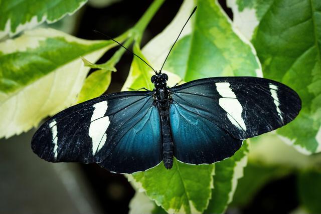 Thumbnail for original image