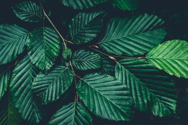 Thumbnail for original image