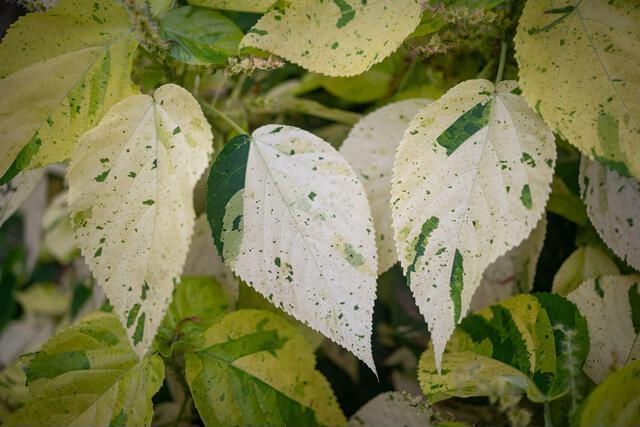 Thumbnail for original image