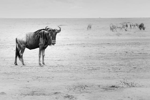 Thumbnail for original image