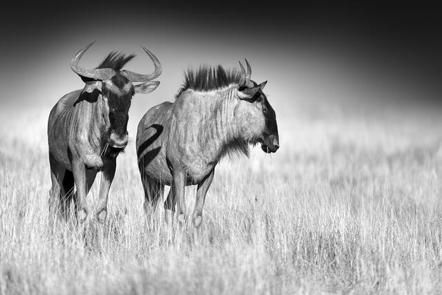 Thumbnail for original image