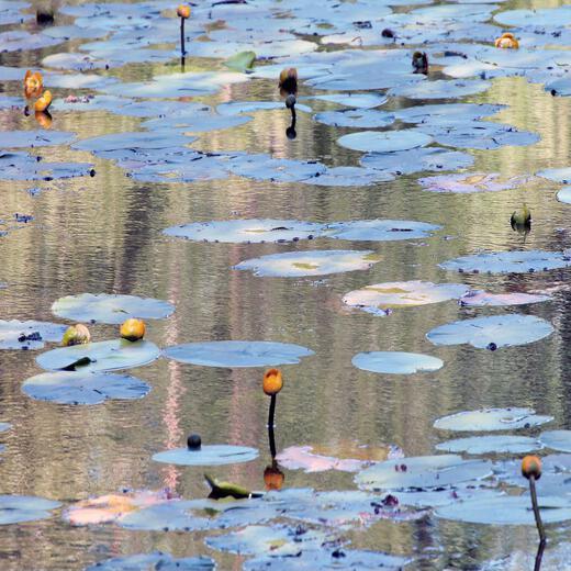 Thumbnail for original image