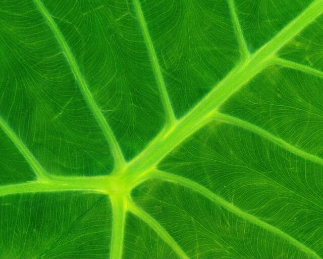 Thumbnail for original image