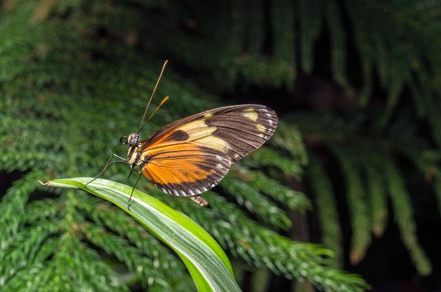 Thumbnail for original image