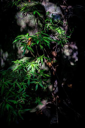 Thumbnail for original image