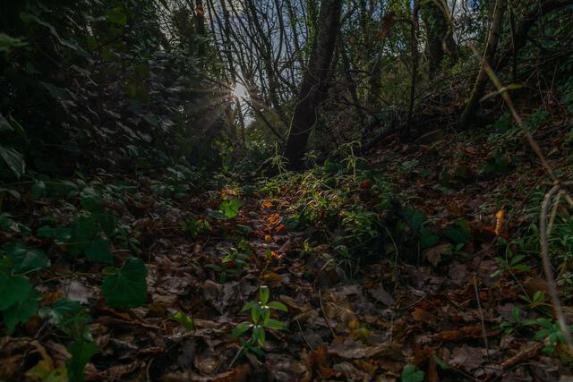 Thumbnail for original image