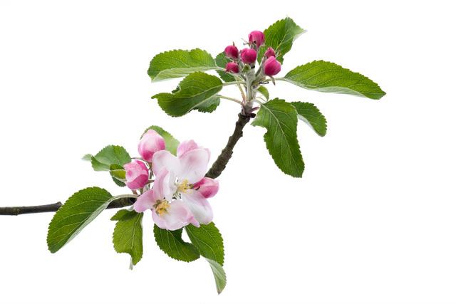 Thumbnail for original image