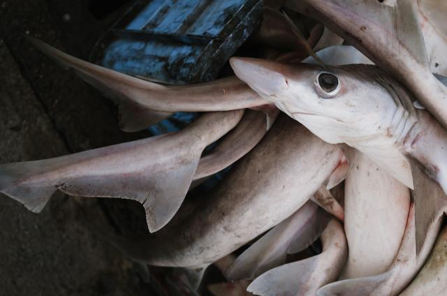 Thumbnail for original image