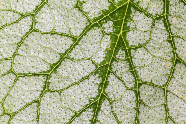 Thumbnail for original image