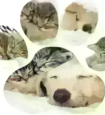 Photo Collages - Silhouette at Canvas Factory