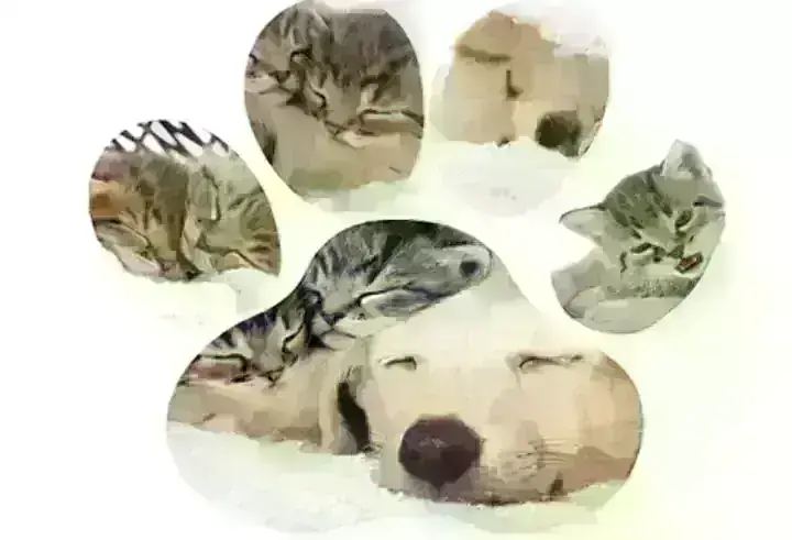 Photo Collages - Silhouette at Canvas Factory