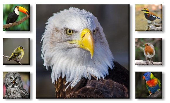 Canvas pictures - walls displays