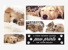 Themed Photo Montage - Pets