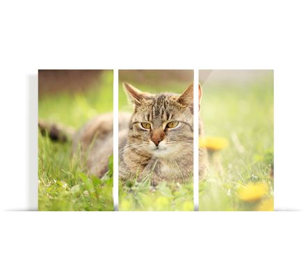 Split Glass Prints at Canvas Factory