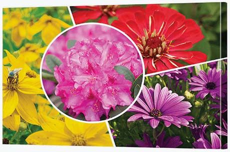 Photo Collage Ideas - Floral Collage