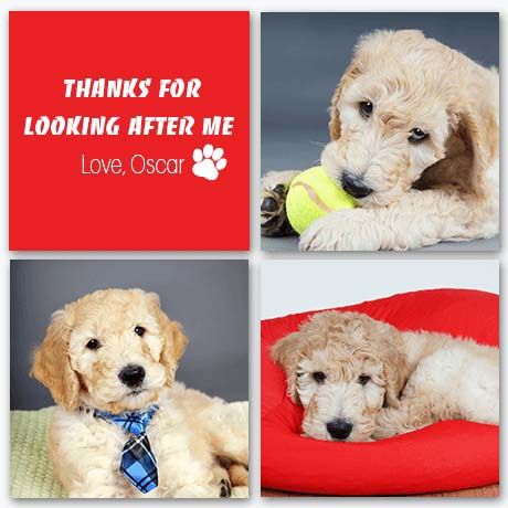 Personalized Gifts - Pet Wall Display