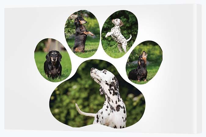 Stretched Canvas - Paw Print