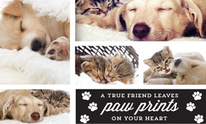 make a collage for a special occasion