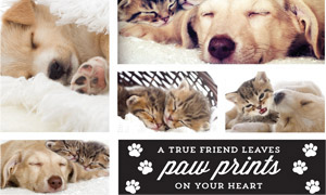 How To Make A Collage - Themes