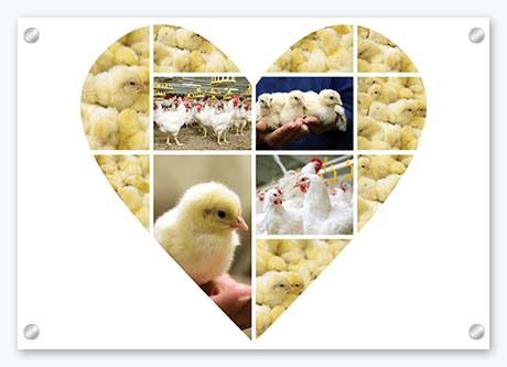 Glass Photo Prints - Heart Collage