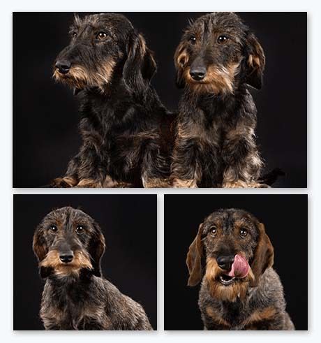 Photo Wall - Pet Portrait