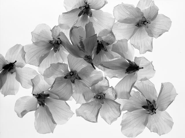 Thumbnail for original image