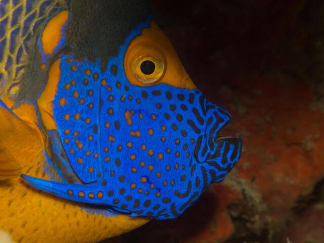 Thumbnail for original image