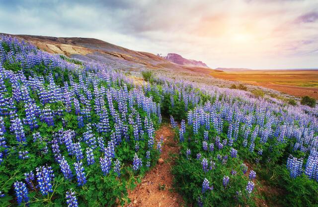 Thumbnail for original image