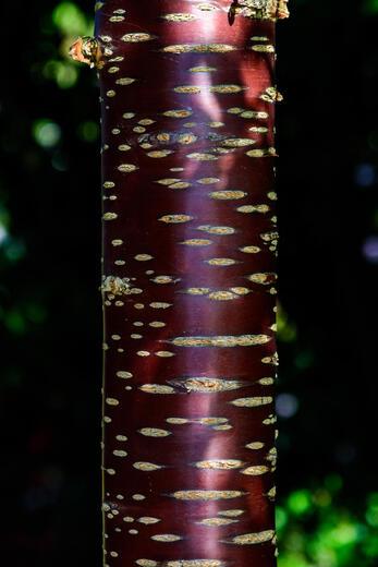 Thumbnail for original image