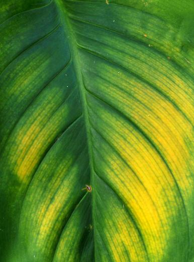 Thumbnail for original image