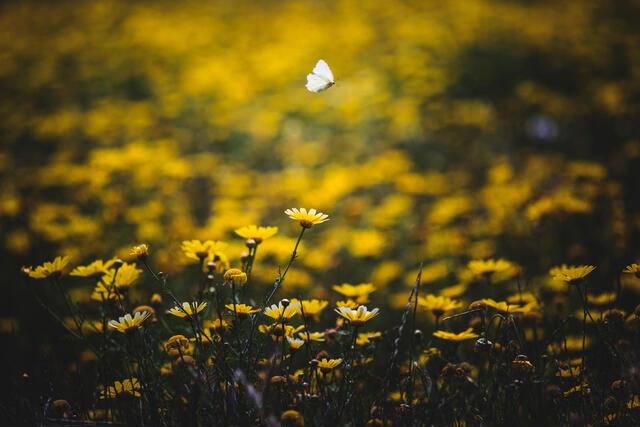 Thumbnail for original image