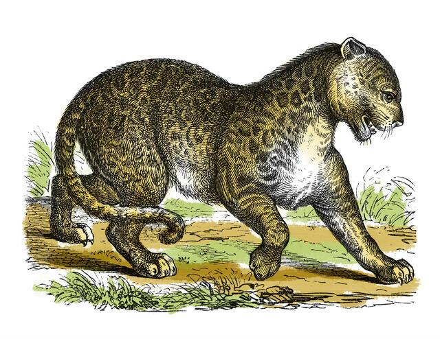 Thumbnail for original image