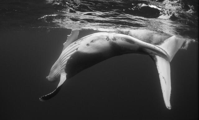 Thumbnail for original image