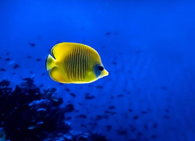 Thumbnail for original image