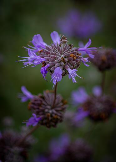 Thumbnail for original image