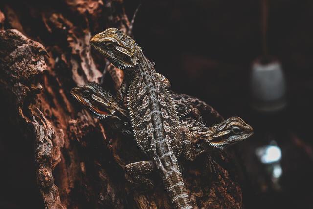 Thumbnail for original image