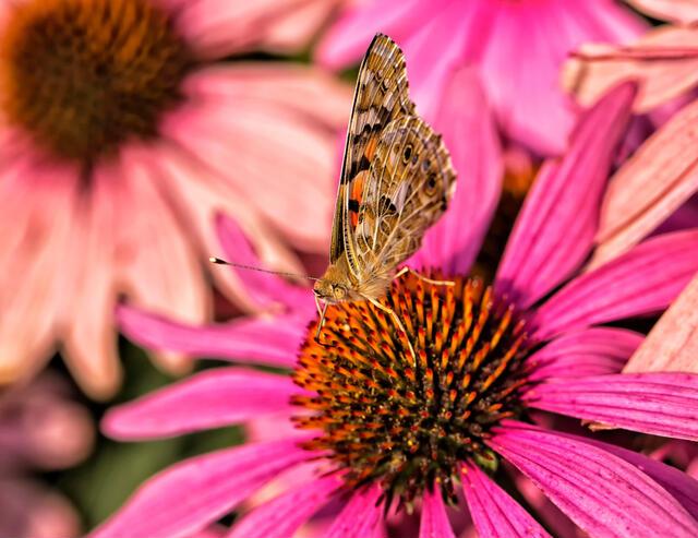 Thumbnail for original image