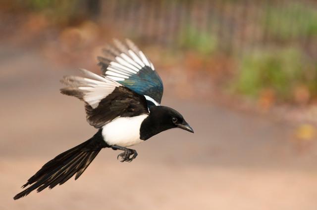 Thumbnail for original image