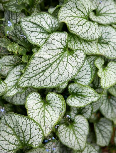 Thumbnail for original image