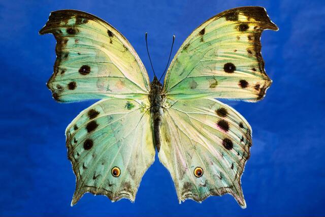 Thumbnail for original image