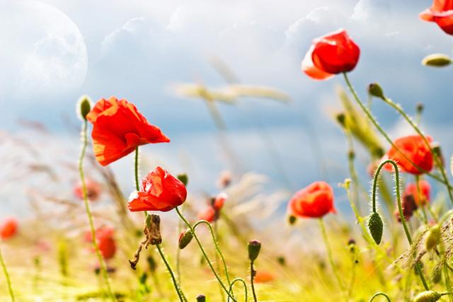 Thumbnail for original image