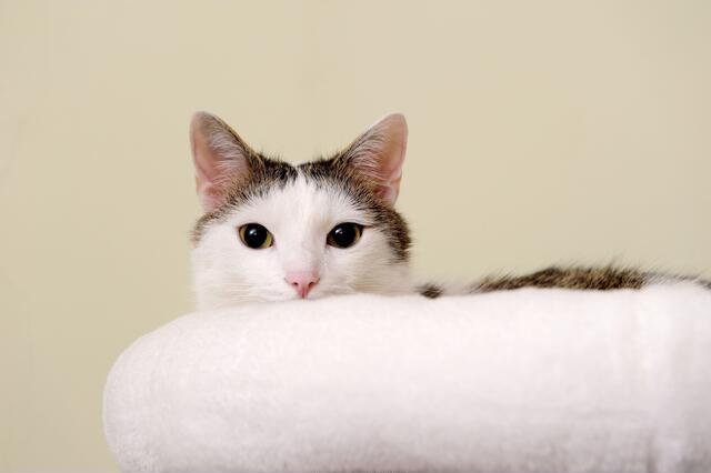 Thumbnail for original image