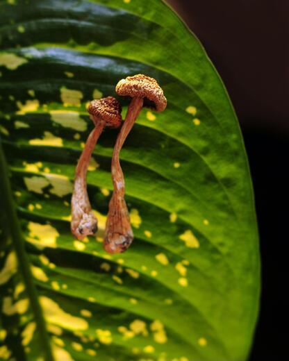 Thumbnail for original image