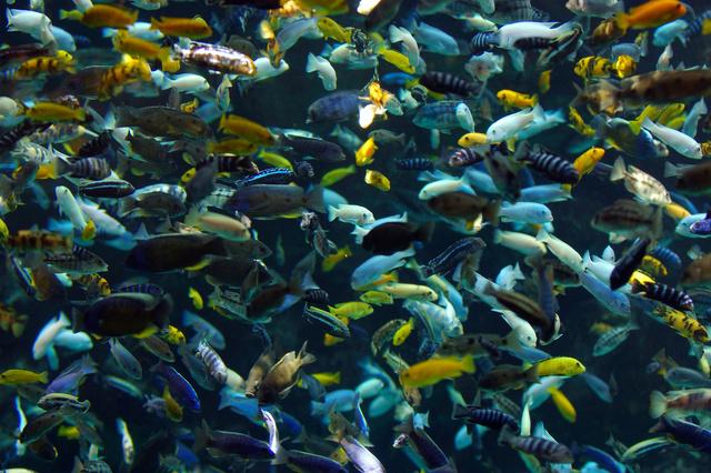 Thumbnail for original image